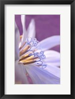 Framed Close-Up Of A Chicory Wildflower