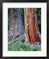 Framed Two Incense Cedar Trees, Oregon