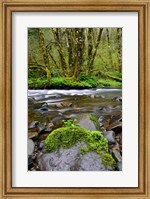 Framed Wilson River, Oregon