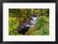 Framed Wilson River Landscape, Oregon