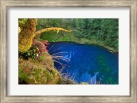Framed Oregon Blue Or Tamolitch Pool On Mckenzie River