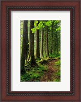 Framed Forest Scenic Trail, Oregon