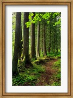 Framed Forest Scenic Trail, Oregon