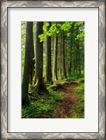 Framed Forest Scenic Trail, Oregon