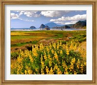 Framed Coastal Landscape With Yellow Lupine, Oregon