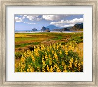 Framed Coastal Landscape With Yellow Lupine, Oregon