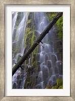 Framed Proxy Falls Over Basalt Columns, Oregon