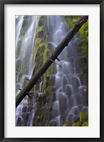 Framed Proxy Falls Over Basalt Columns, Oregon