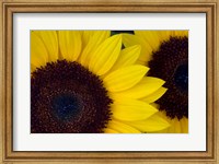 Framed Close-Up Detail Of Dune Sunflowers