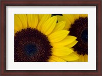 Framed Close-Up Detail Of Dune Sunflowers