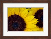 Framed Close-Up Detail Of Dune Sunflowers