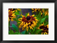 Framed Cherokee Sunset Flowers