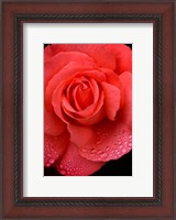 Framed Orange Rose With Rain Drops