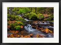 Framed Autumn Color Along Starvation Creek Falls In, Oregon