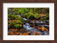 Framed Autumn Color Along Starvation Creek Falls In, Oregon