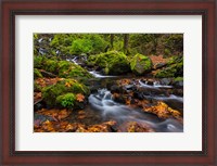 Framed Autumn Color Along Starvation Creek Falls In, Oregon