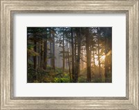Framed Sunset Rays Penetrate The Forest In The Siuslaw National Forest