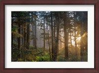 Framed Sunset Rays Penetrate The Forest In The Siuslaw National Forest