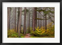 Framed Forest Fog In Sliver Falls State Park, Oregon