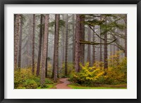 Framed Forest Fog In Sliver Falls State Park, Oregon