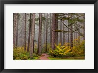 Framed Forest Fog In Sliver Falls State Park, Oregon