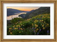 Framed Wildflowers At Rowena Plateau,  Oregon