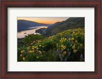 Framed Wildflowers At Rowena Plateau,  Oregon