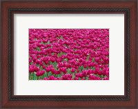 Framed Field Of Purple Tulips In Spring, Willamette Valley, Oregon