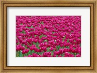 Framed Field Of Purple Tulips In Spring, Willamette Valley, Oregon