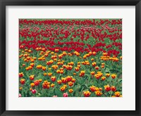 Framed Field Of Colorful Tulips In Spring, Willamette Valley, Oregon