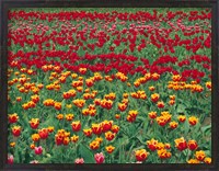 Framed Field Of Colorful Tulips In Spring, Willamette Valley, Oregon