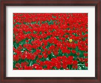 Framed Lone Yellow Tulip Among Field Of Red Tulips, Oregon