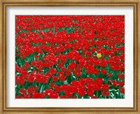 Framed Lone Yellow Tulip Among Field Of Red Tulips, Oregon
