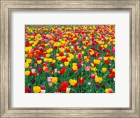 Framed Field Of Bright Tulips In Spring, Oregon