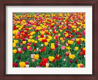 Framed Field Of Bright Tulips In Spring, Oregon