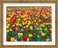 Framed Field Of Bright Tulips In Spring, Oregon