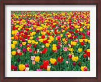 Framed Field Of Bright Tulips In Spring, Oregon