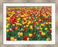 Framed Field Of Bright Tulips In Spring, Oregon