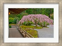 Framed Weeping Cherry Tree, Portland Japanese Garden, Oregon