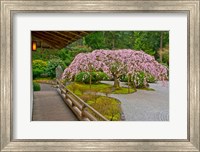 Framed Weeping Cherry Tree, Portland Japanese Garden, Oregon