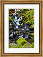 Framed Starvation Creek Falls In Autumn, Columbia Gorge Oregon
