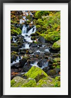 Framed Starvation Creek Falls In Autumn, Columbia Gorge Oregon