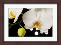 Framed White Hybrid Orchids On Black