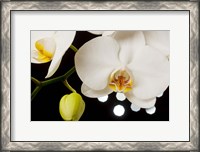Framed White Hybrid Orchids On Black