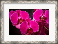 Framed Purple Hybrid Orchids On Black