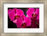 Framed Purple Hybrid Orchids On Black