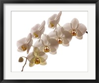 Framed White Hybrid Orchids On White