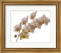 Framed White Hybrid Orchids On White