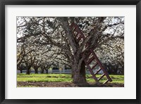 Framed Ladder In An Orchard Tree, Oregon