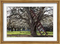 Framed Ladder In An Orchard Tree, Oregon